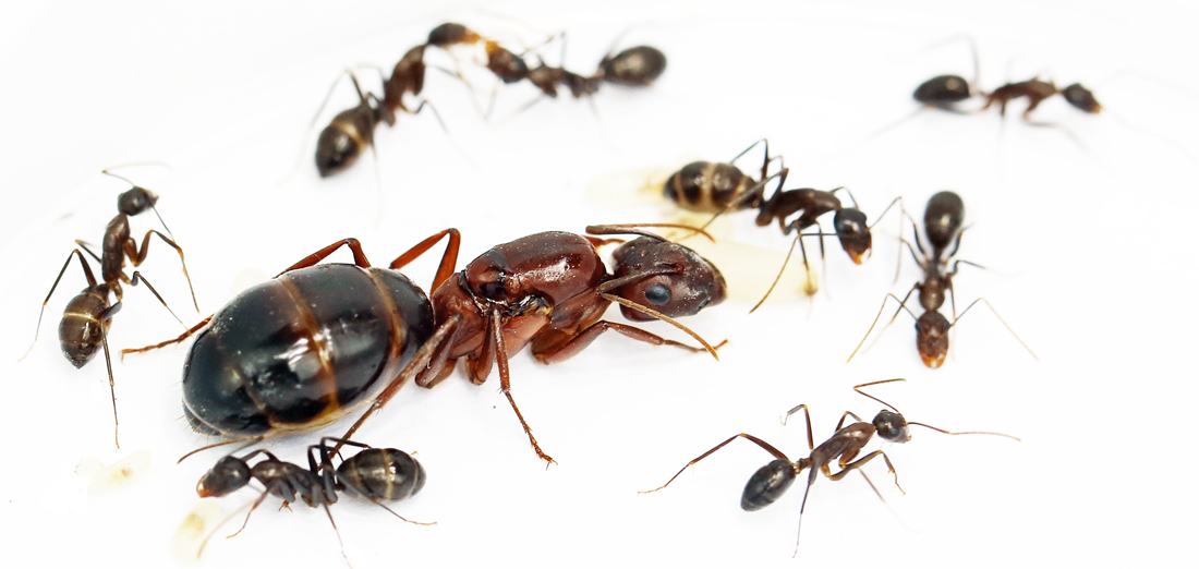 Camponotus Turkestanicus Exotische Ameisen MyAnts