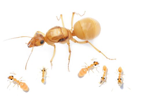 Myrmecocystus mexicanus 1 Königin, 1-4 Arbeiterinnen